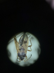 Cryphula trimaculata