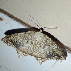 Oxymacaria temeraria