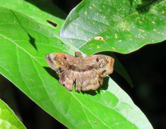 Quadrus lugubris