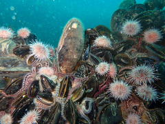 Choromytilus meridionalis
