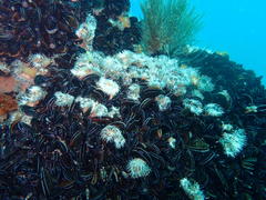Choromytilus meridionalis