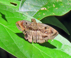 Quadrus lugubris