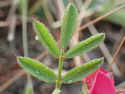 Image of Indigofera tristis by (c) Mahomed Desai, some rights reserved (CC BY)