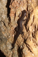 Plethodon dixi