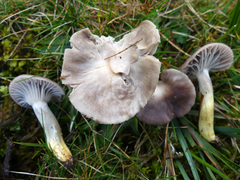 Cuphophyllus flavipes