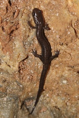 Plethodon dixi