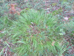 Carex pediformis macroura
