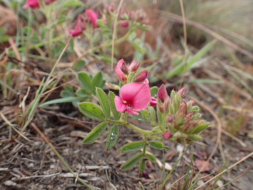 Image of Indigofera tristis by (c) Mahomed Desai, some rights reserved (CC BY)