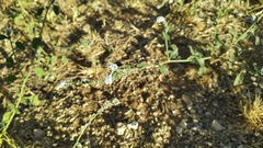 Heliotropium europaeum