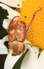 Hoplia trifasciata