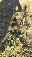 Heliotropium europaeum