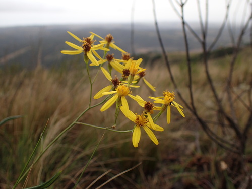 Image of Senecio bupleuroides by (c) Mahomed Desai, some rights reserved (CC BY)