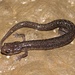 Dixie Caverns Salamander - Photo (c) Ty Smith, some rights reserved (CC BY-NC), uploaded by Ty Smith