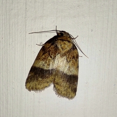 Eugoa crassa