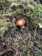 Tricholoma transmutans