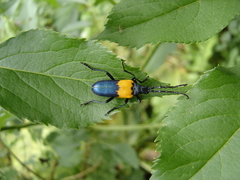 Desmocerus palliatus