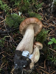 Tricholoma transmutans