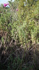 Polygala virgata virgata