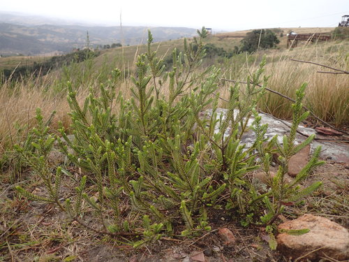 Image of Passerina montivaga by (c) Mahomed Desai, some rights reserved (CC BY)
