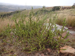 Passerina montivaga