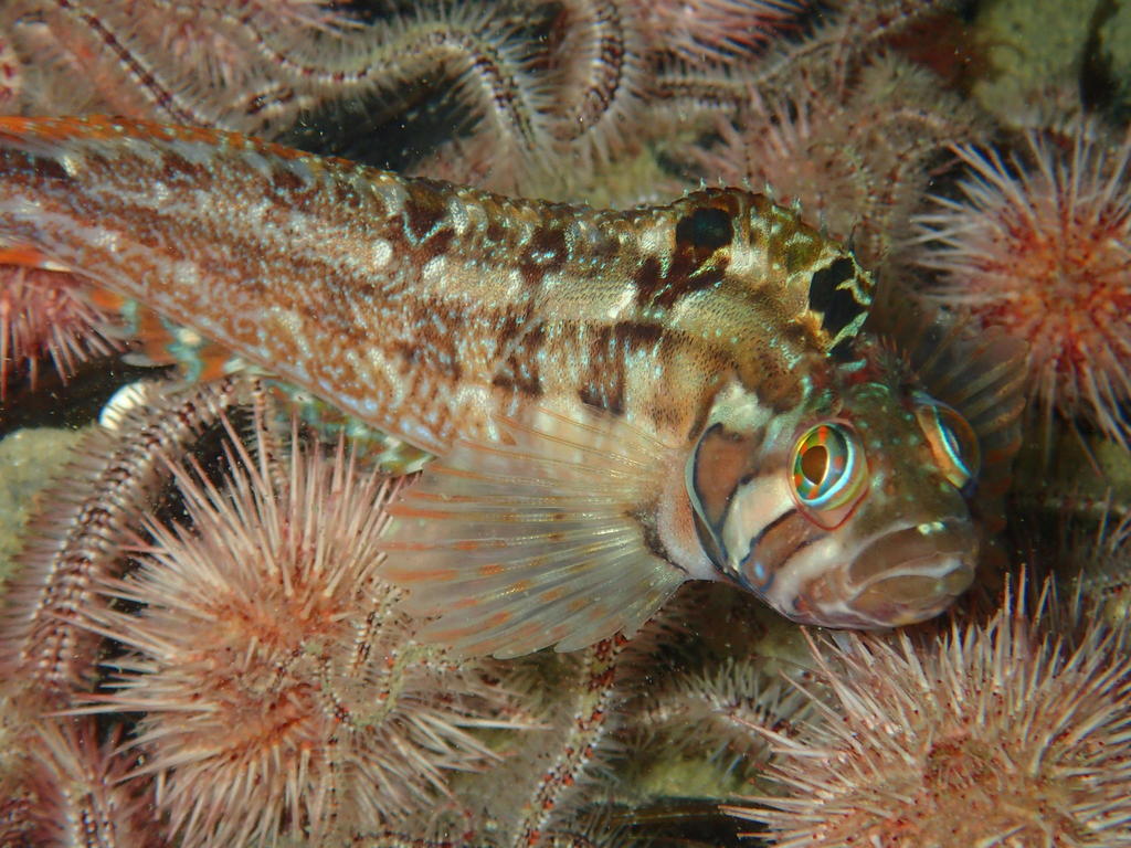 Speckled Klipfish