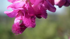 Polygala virgata virgata