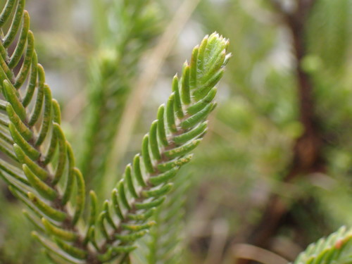 Image of Passerina montivaga by (c) Mahomed Desai, some rights reserved (CC BY)
