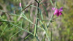 Polygala virgata virgata