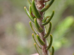 Passerina montivaga