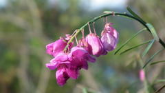 Polygala virgata virgata