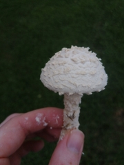 Saproamanita thiersii