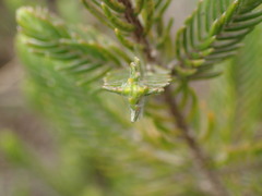 Passerina montivaga