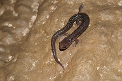 Plethodon dixi