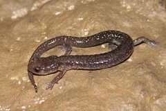 Plethodon dixi