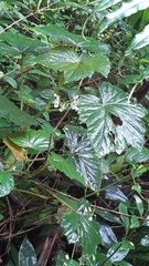 Image of Begonia comorensis