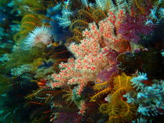 Melithaea rubra