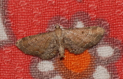 Eupithecia simpliciata