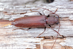 Arhopalus rusticus obsoletus