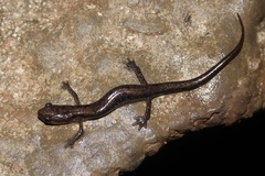 Plethodon dixi