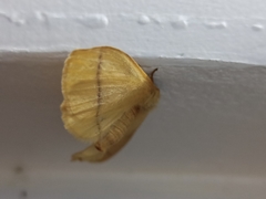 Eupterote hibisci gardneri