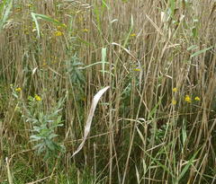 Senecio halimifolius
