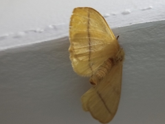 Eupterote hibisci gardneri