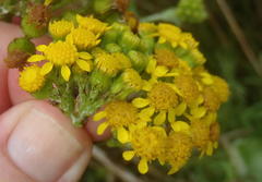 Senecio halimifolius