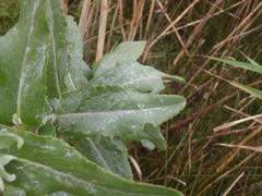 Senecio halimifolius