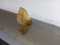 Eupterote hibisci gardneri