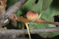 Disholcaspis simulata