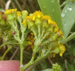 Senecio halimifolius