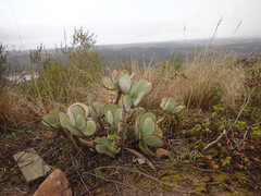 Cotyledon orbiculata oblonga