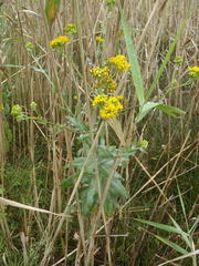 Senecio halimifolius