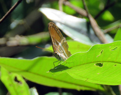 Adelpha cytherea